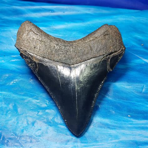 Collector Quality Jet Black Megalodon Shark Tooth · L1 356 L2 330