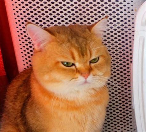 An Angry Cat Annoyed Cat Angry Cat Kit Kat Kats Cat Face Funny