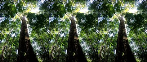 The Amazons Tallest Tree Just Got 50 Taller And Scientists Dont