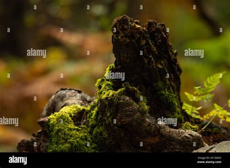 Moss Covered Fallen Tree Stump In A Derbyshire Forest Stock Photo Alamy