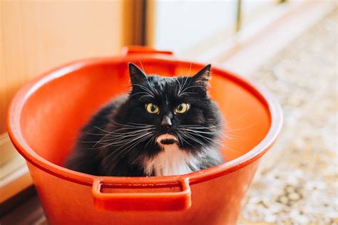 All About Understanding Why Cats Love To Play Catbuzz