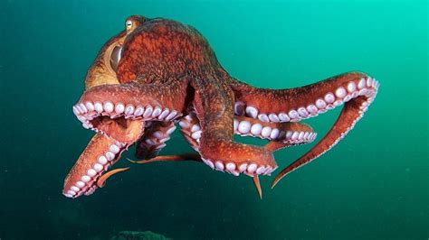 Hd Wallpaper Ocean Octopus Sea Sealife Underwater Wallpaper Flare