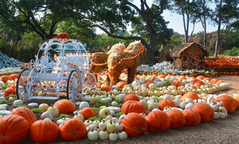 Stroll Through The Enchanting Pumpkin Garden At The Dallas Arboretum