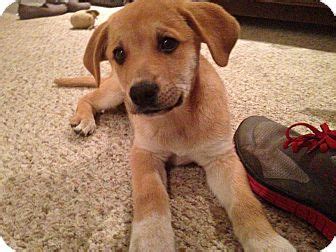 Browse 816 australian cattle dog stock photos and images available, or search for australian cattle dog puppy to find more great stock photos and pictures. Xenia, OH - Anatolian Shepherd/Australian Cattle Dog Mix. Meet Jimmy a Puppy for Adoption ...