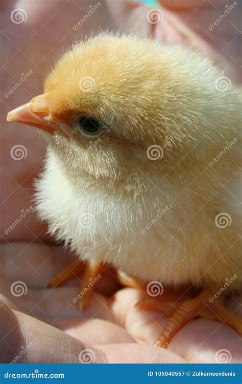 A Little Fluffy Yellow Chick In The Human S Palms Stock Image Image