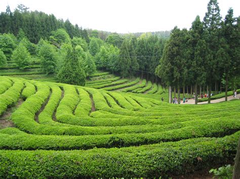 Boseong Green Tea Plantation This Is Korea Tours
