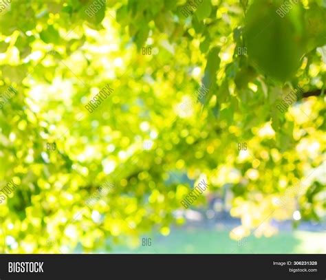 Green Leaves Sunlight Image And Photo Free Trial Bigstock