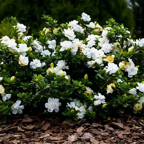 August Beauty Gardenia For Sale Lowest Prices Home Delivery