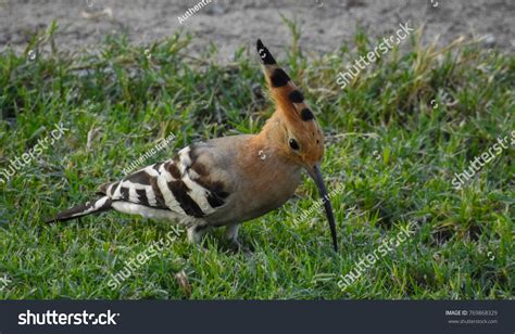 Madagascan Hoopoe Upupa Marginata Bird Species Stock Photo 769868329