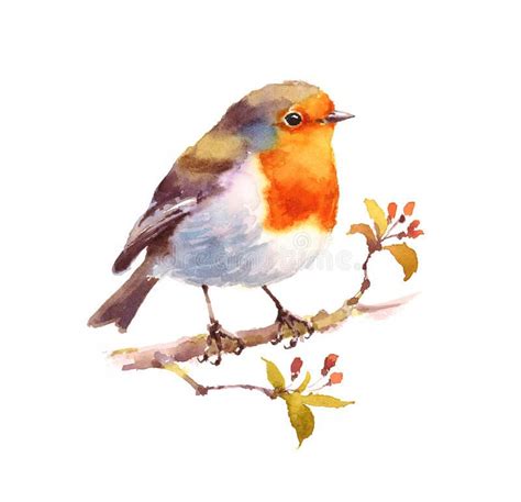 Photo About Hand Painted Watercolor Illustration Of Robin Bird Isolated