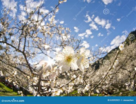 Plum Blossom In Taiwan Stock Image Image Of Vegetation 63593921