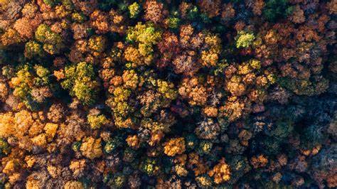 Download 1920x1080 Wallpaper Fall Autumn Aerial View Trees Nature