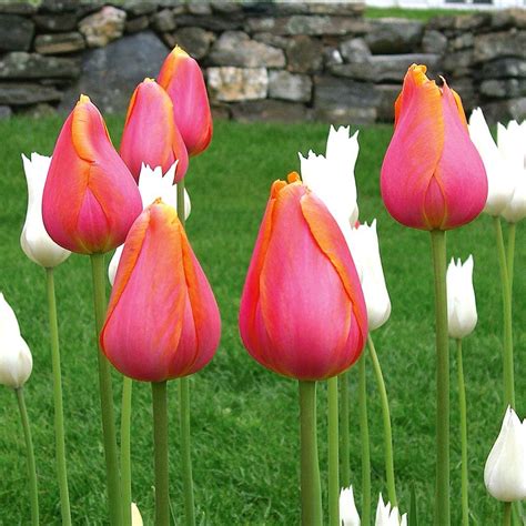 Tulip Dordogne White Flower Farm