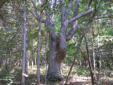 Blue Jay Barrens Big Sprawling Oak