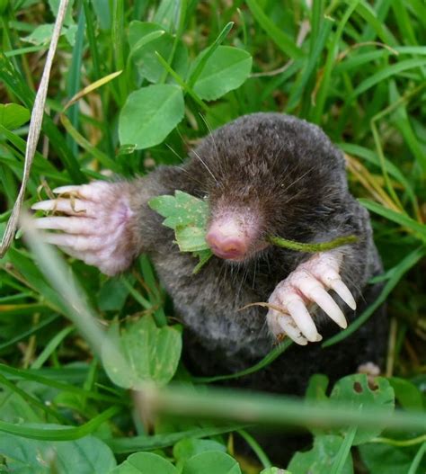 Der europäische maulwurf (talpa europaea), häufig auch nur maulwurf genannt, ist eine säugetierart aus der familie der maulwürfe (talpidae) innerhalb der ordnung der insektenfresser (eulipotyphla). Talpa europaea | Hund und katze, Hunde, Katzen