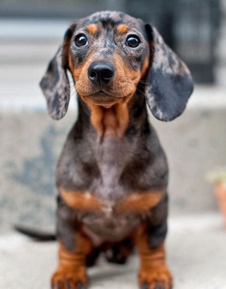 Find dachshund puppies and dogs for adoption today! silver dapple dachshund | Tumblr