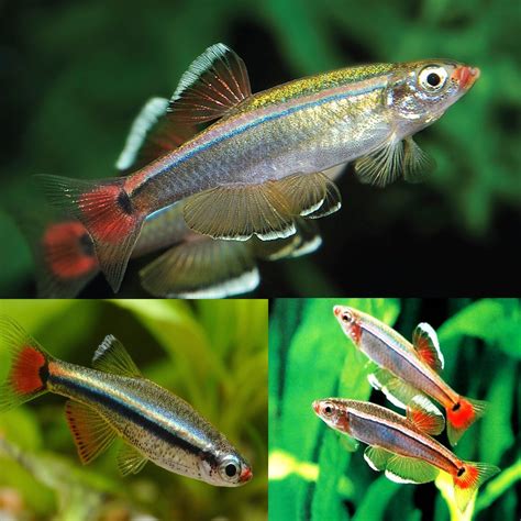 Reminder, i will be at the big fish. White Cloud Mountain Minnow (Tanichthys micagemmae) 2-3cm ...