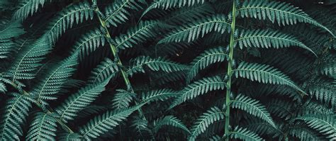 Download Wallpaper 2560x1080 Fern Plant Leaves Carved Green Dual