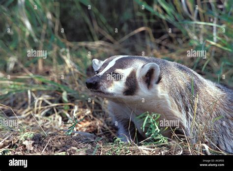American Badger Taxidea Taxus Stock Photo Alamy