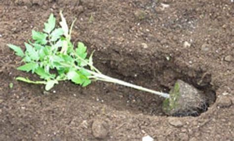 Trenching Tomatoes For The Best Root Ball More Info About Growing