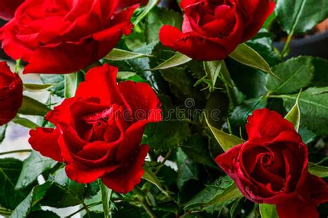 Red Roses Stock Photo Image Of Drops Wallpaper Roses 212895336