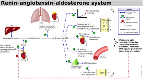 The Renin Angiotensin Aldosterone System Teachmephysiology