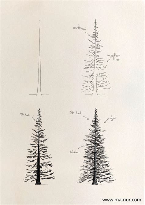 Pine Tree Pencil Drawing
