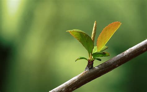 Branch Leaf Blossom Bud Blurry Graphy Nature Hd Wallpaper Peakpx