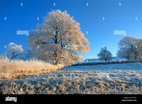 Hoar Frost On Tree At Sunrise Cotswolds England Stock Photo Alamy
