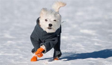 13 Best Dog Boots For Winter That Wont Fall Off Your Dogs Paws