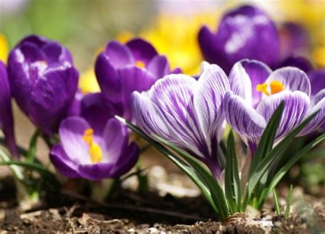 يمنع سفر الأطفال الذين تقل أعمارهم. نباتات زهور الربيع وأسمائها (63 صورة): ما هي الزهور التي ...