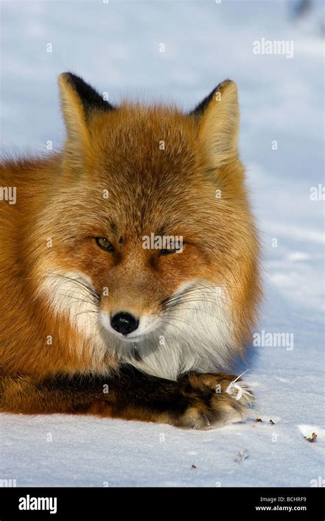Arctic Fox Alaska Snow High Resolution Stock Photography And Images Alamy