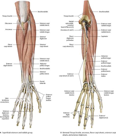 Elbow Muscles Diagram