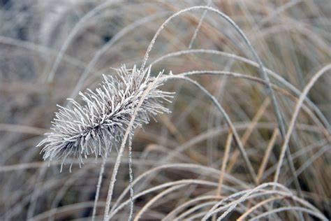 We did not find results for: Ziergras im heimischen Garten Foto & Bild | pflanzen ...