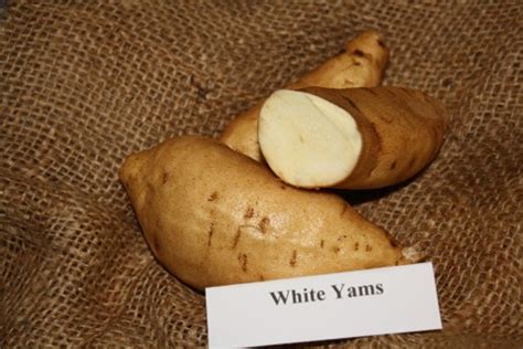White Yam Sweet Potato Slip Dioscorea Alata April To June Shipping