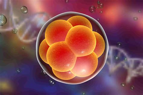 Embryo Transfers 胚胎植入 Sm Rfc明明试管婴儿生育综合医院