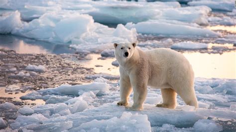 Male Polar Bear Kills Female Bear During Breeding Attempt At Detroit