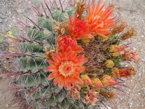 Flowering Cactus In The Sonoran Desert Photorator