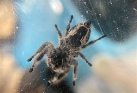 How To Determine The Sex Of A Jumping Spider Spiders Web Hq