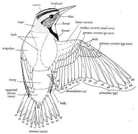 Wings evolved from the same structure as an arm, so they're quite similar. The Wings | Bird drawings, Bird sculpture, Bird carving ...