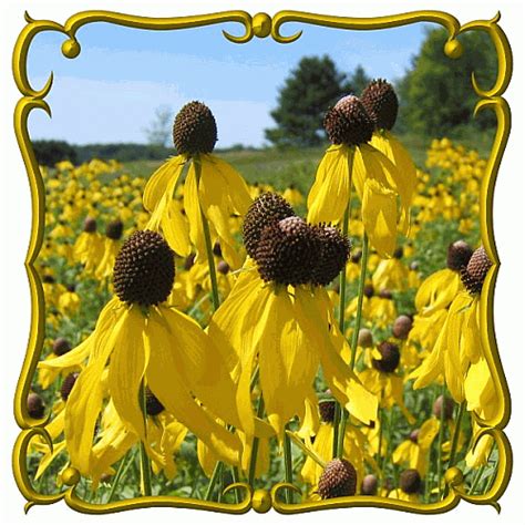 Ratibida Pinnata Yellow Coneflower Wildflower Seed
