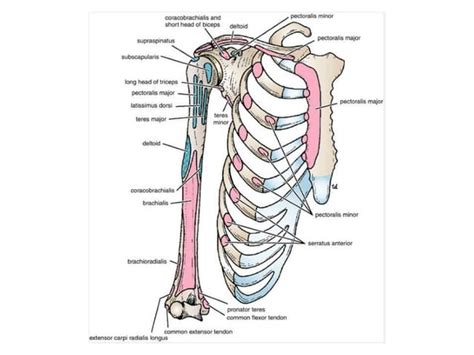 Anatomy Upper Limb Scapulohumeral 24112010 Ppt