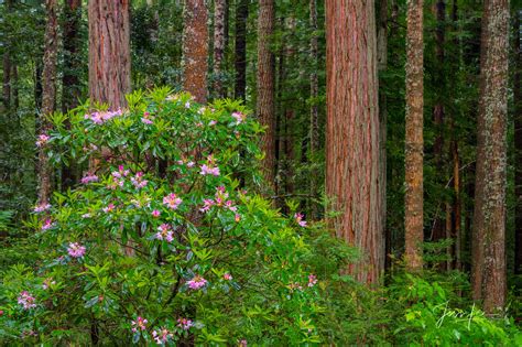 Flowering In The Redwoods Redwoods California Usa Photos By Jess Lee
