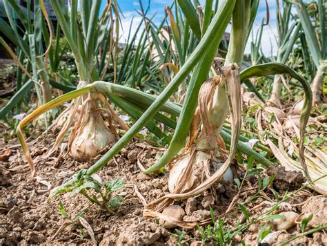 Onion Harvesting Curing And Storage Tips Food Gardening Network