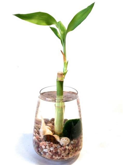 Indoor bamboo care is a mixture of common sense and knowledge. Lucky Bamboo Plant Room - Decor10 Blog