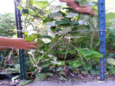 If you want to grow more raspberries it is recommended that you use a trellis system to support your plants. DIY Raspberry Trellis