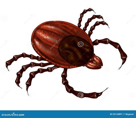 Tick Insect Stock Illustration Image 55134891