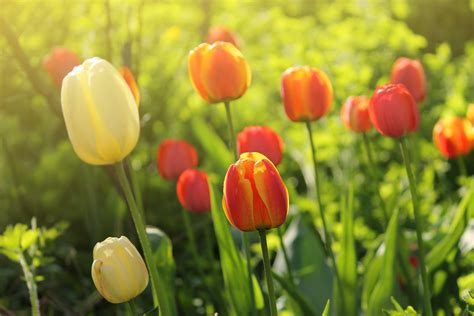Tulips Flowers Spring Garden Wallpapers Hd Desktop And Mobile Backgrounds