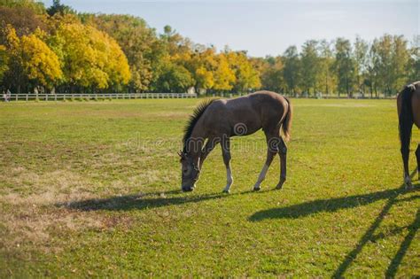 Beautiful Horses On Green Grass Stock Photo Image Of Mammal Beauty