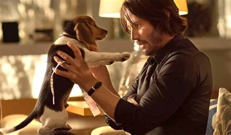 But one day, an older man comes into the shop and adopts him without hesitation, calling him cute. John Wick Theory Suggests Franchise Is About The Five ...